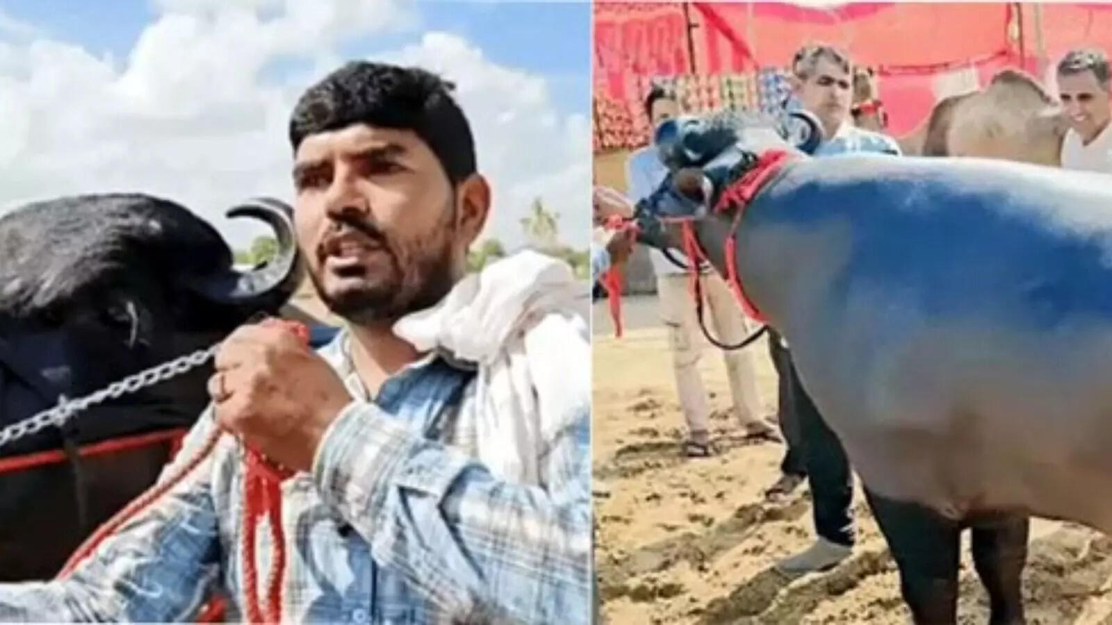 Singham Bull 