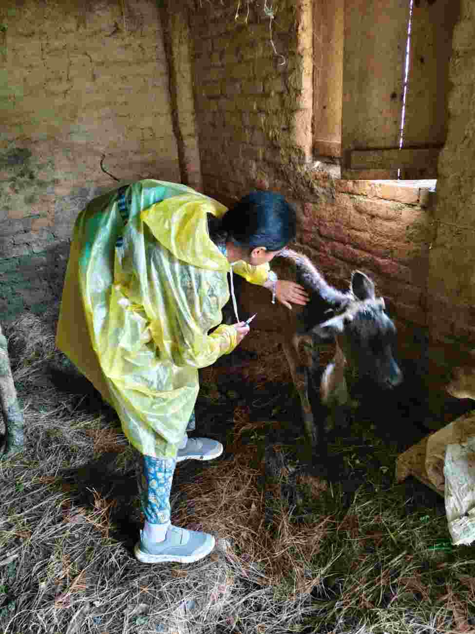 चंपावत:कांडा गाँव में लंपी स्किन डिजीज के विरुद्ध चला सघन अभियान; गोवंश को लगे टीके
