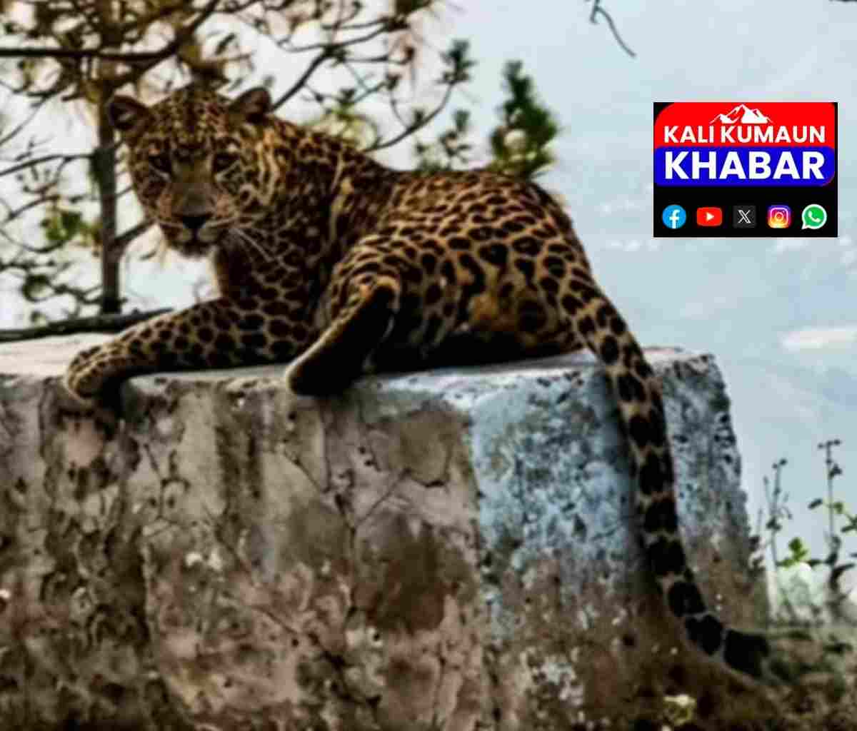 बाराकोट:डोबा भागो मे दिन दहाड़े पैराफिट मैं बैठा नजर आया गुलदार गाँव में दहशत 