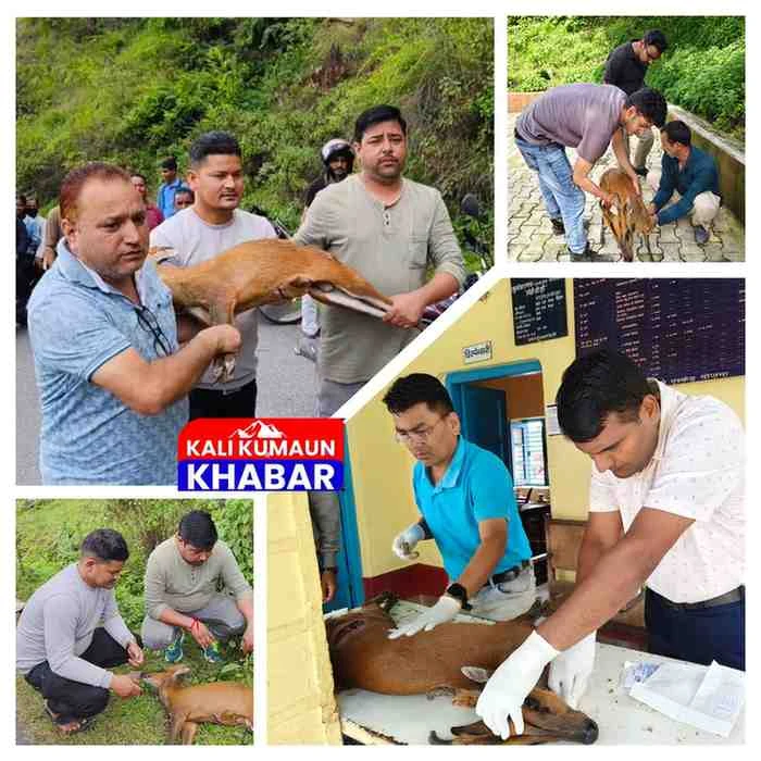लोहाघाट:गुलदार के हमले से गंभीर रूप से  घायल हिरन की पशु प्रेमियों ने बचाई जान। 